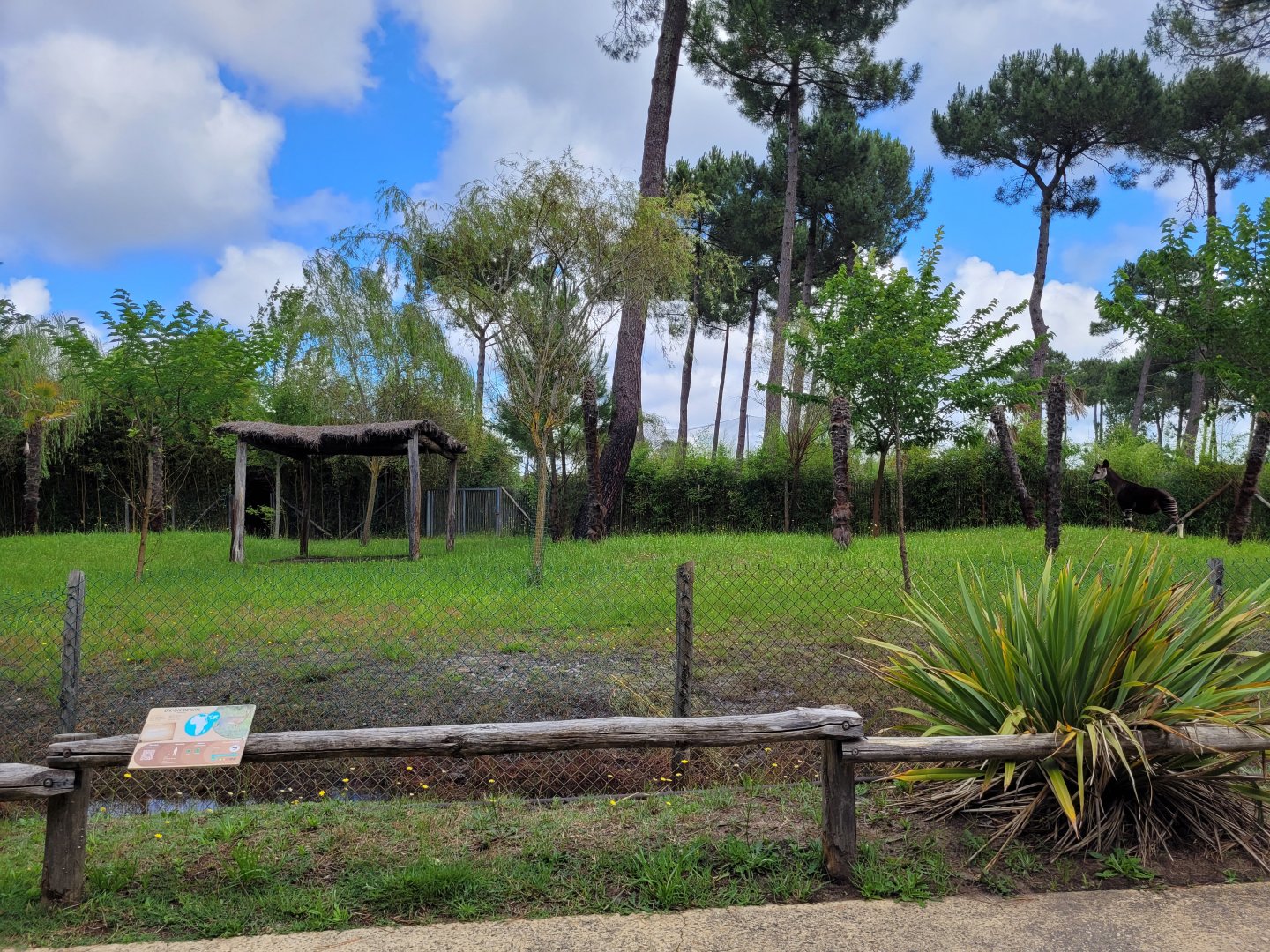 Okapi and Kirk's dik-dik exhibit -Zoo du bassin d'Arcachon (2024)