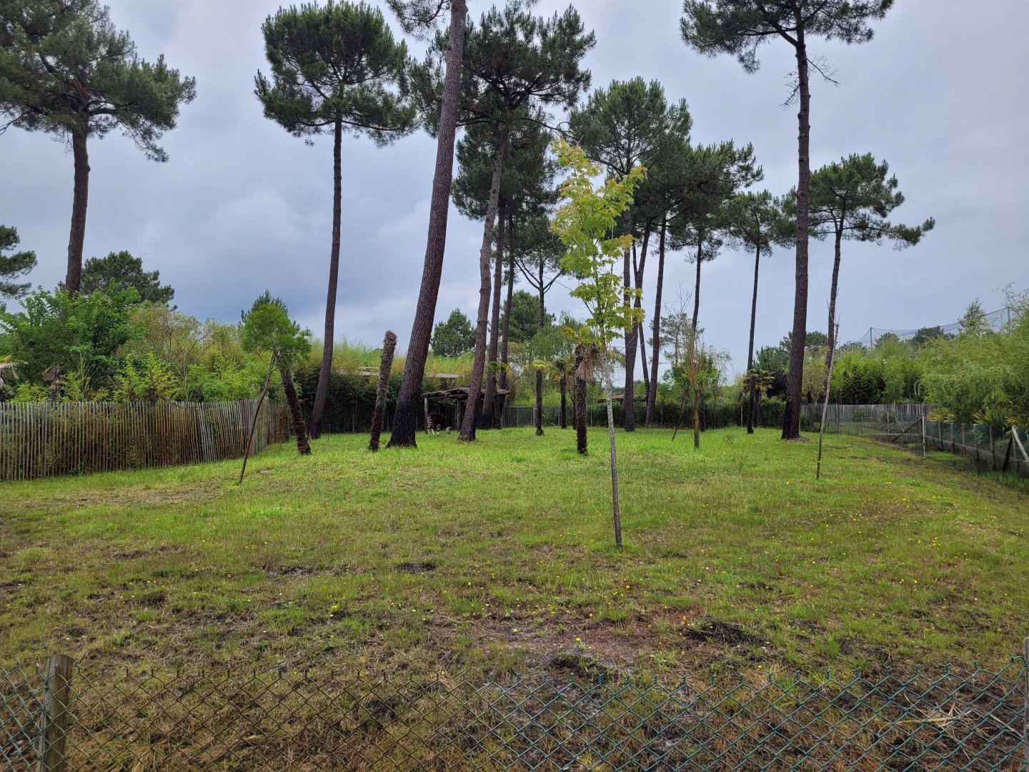 Okapi and Kirk's dik-dik exhibit -Zoo du bassin d'Arcachon (2024)