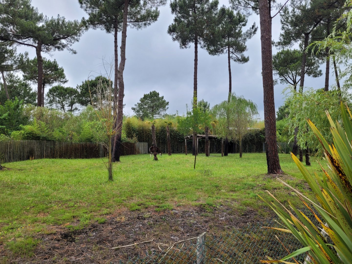 Okapi and Kirk's dik-dik exhibit -Zoo du bassin d'Arcachon (2024)