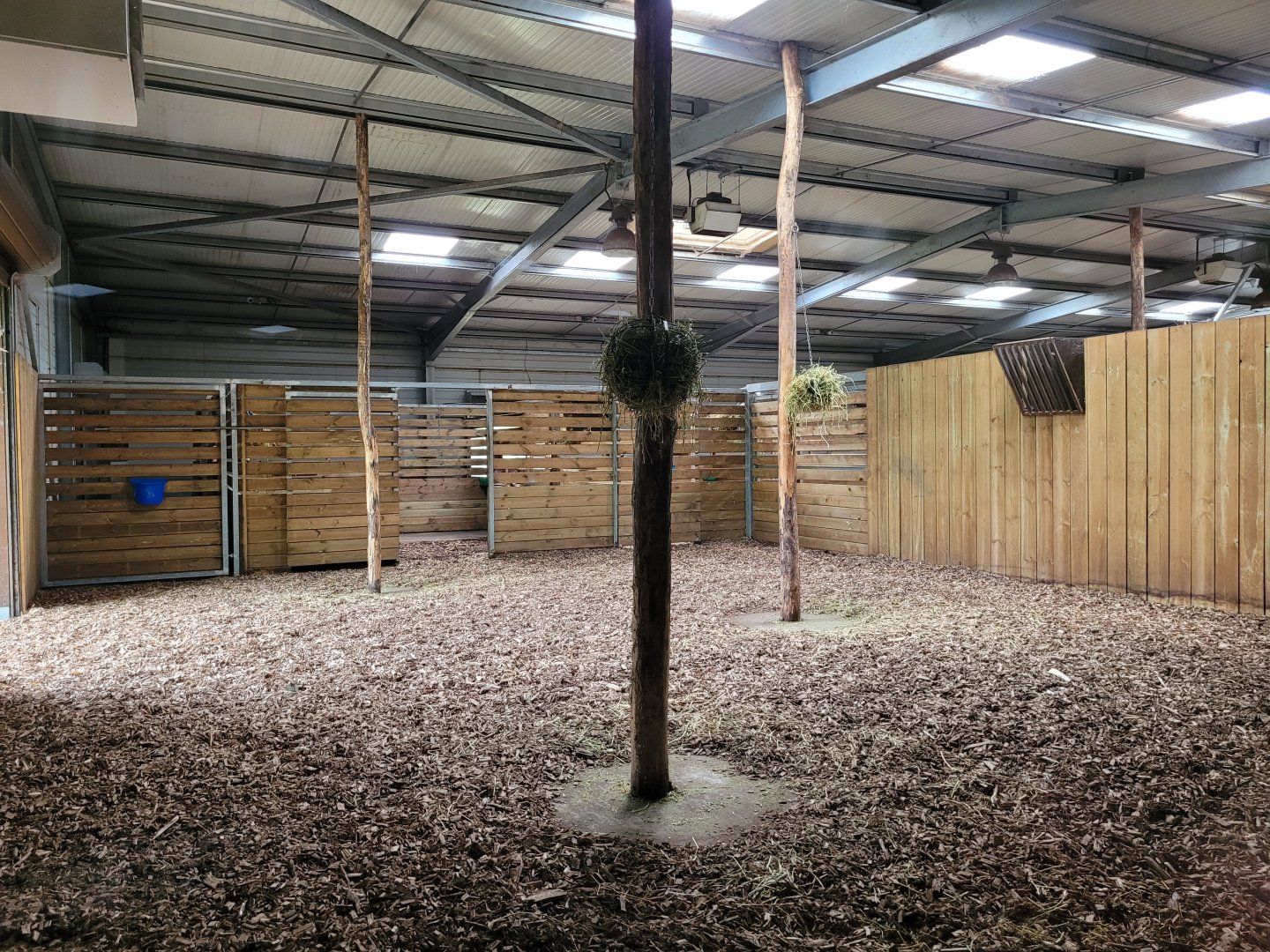 Okapi and Kirk's dik-dik indoors exhibit -Zoo du bassin d'Arcachon (2024)