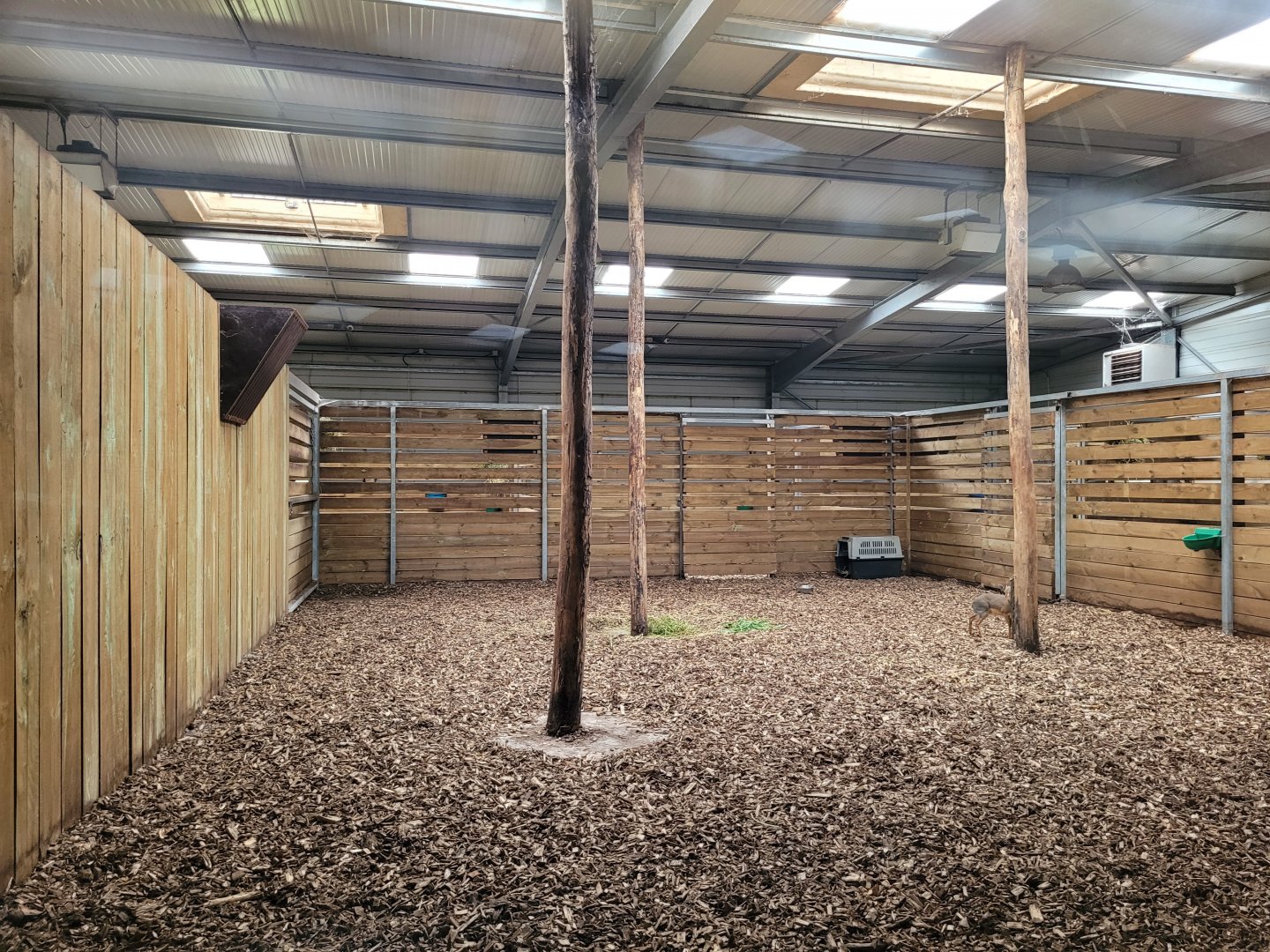 Okapi and Kirk's dik-dik indoors exhibit -Zoo du bassin d'Arcachon (2024)