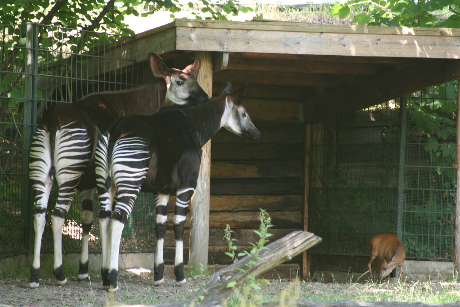 Okapi and natal duiker  - Berlin July 08