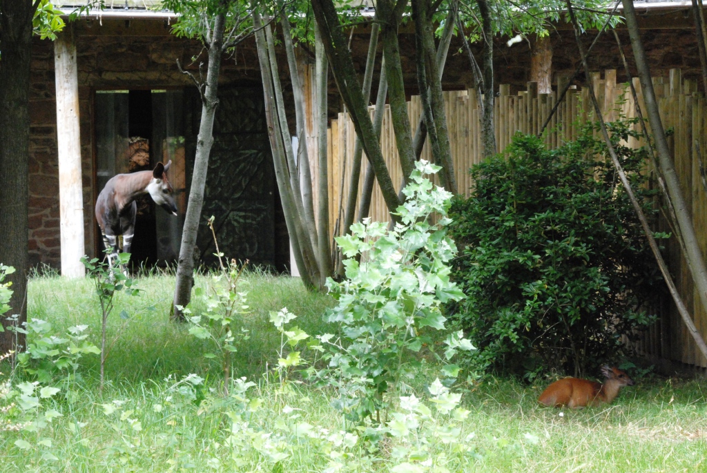 Okapi and Natal Red Duiker at Chester, 27/07/14