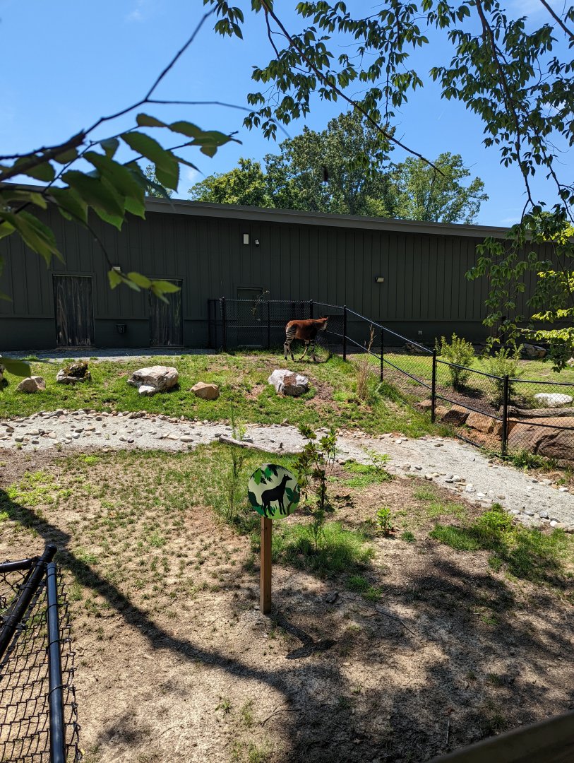 Okapi and part of the habitat