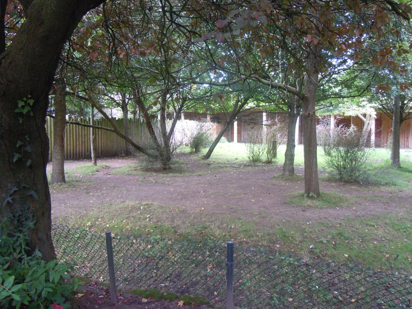 Okapi and Red duiker enclosure 110920
