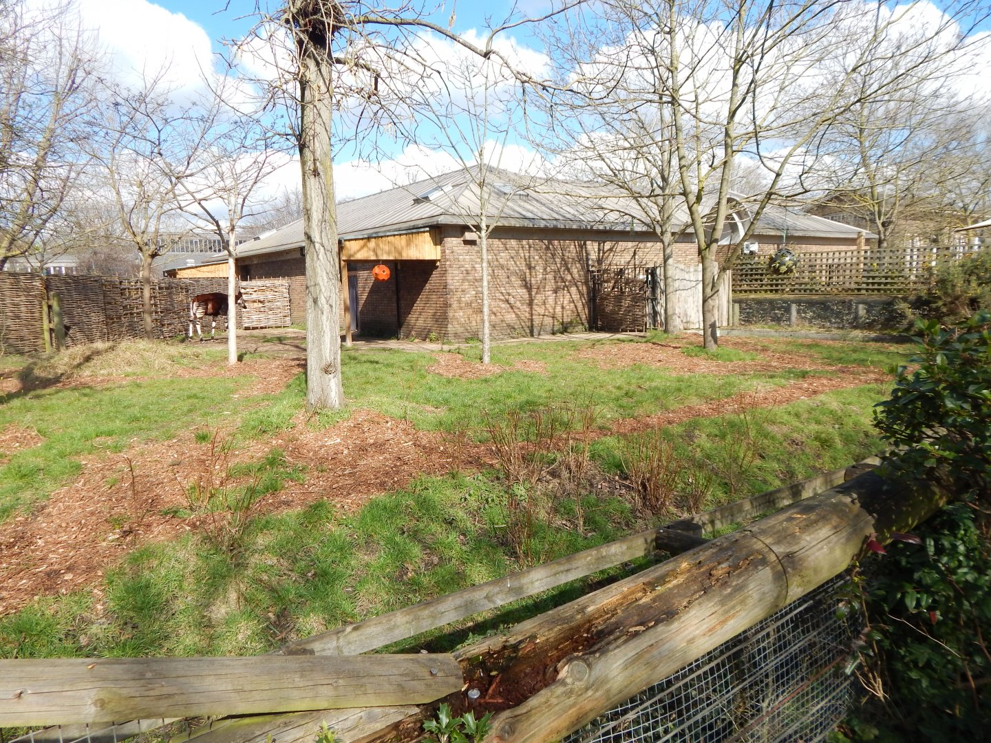 Okapi and Red duiker enclosure 180322
