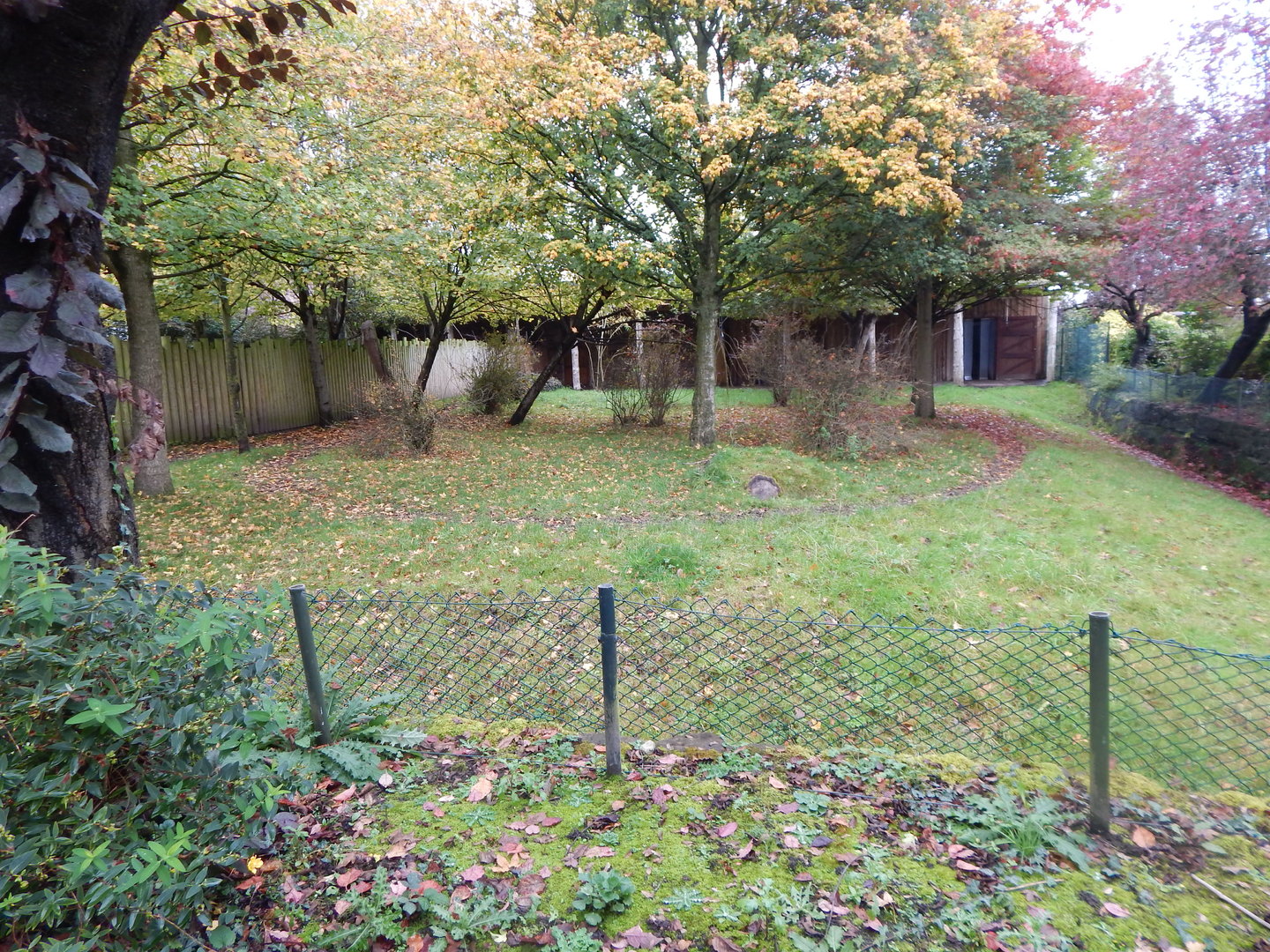 Okapi and Red duiker enclosure 221022