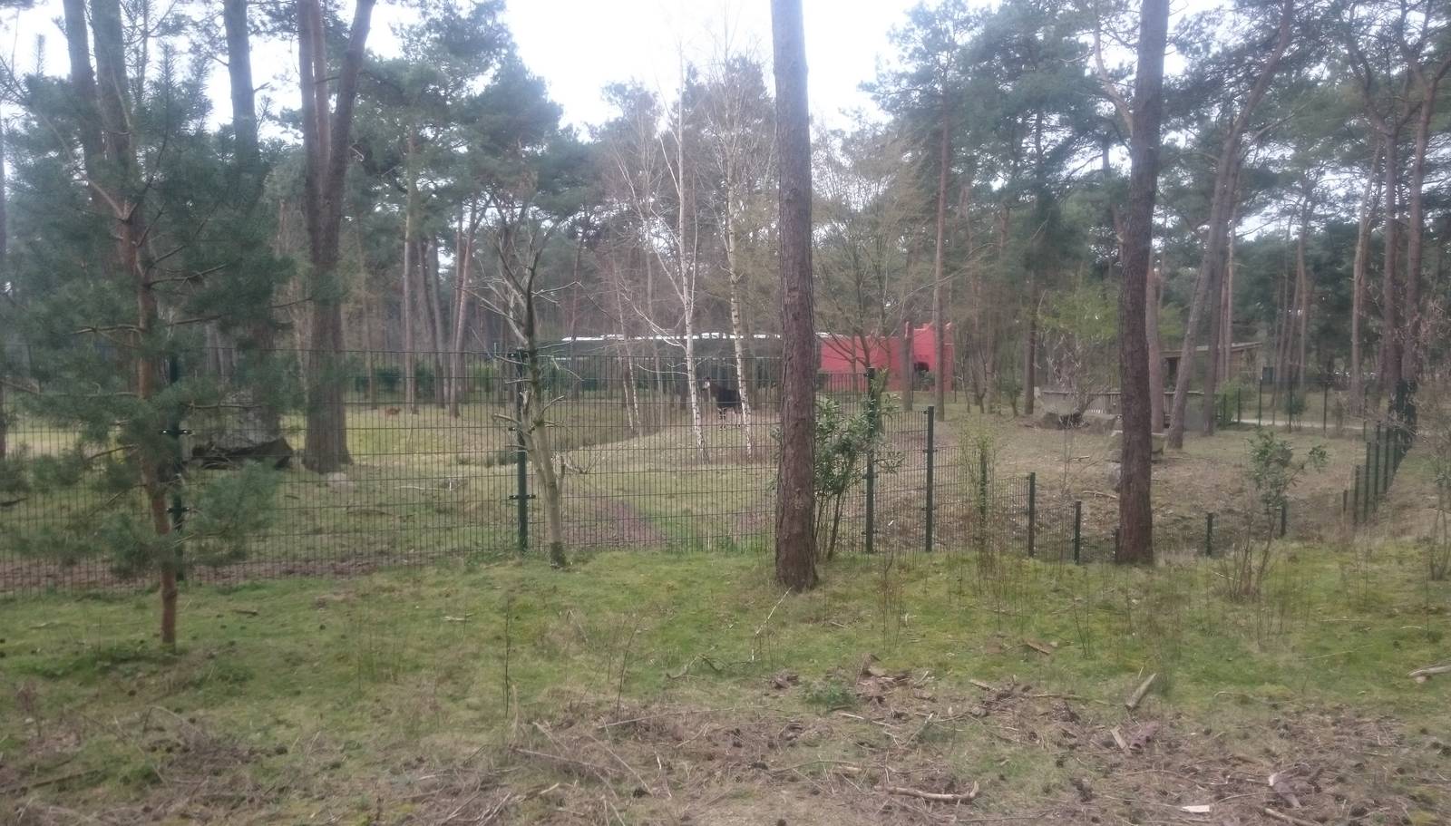 Okapi and Red duiker enclosure