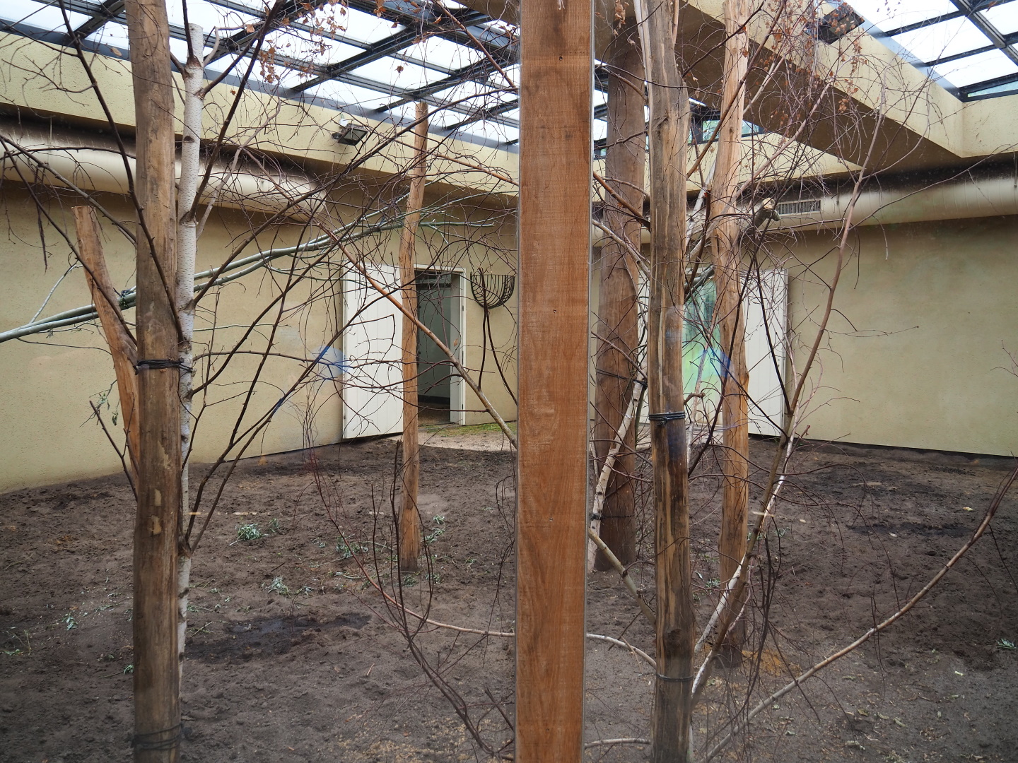 Okapi and red duiker indoor exhibit, 2021-06-12