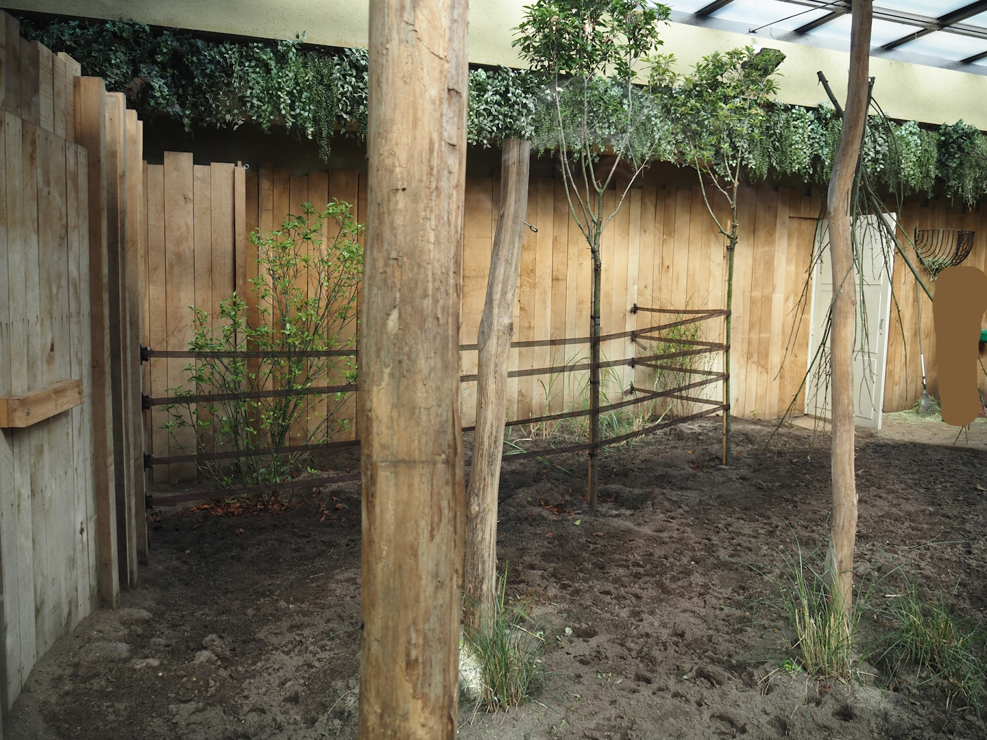 Okapi and red duiker indoor exhibit with new plantings, 2025-05-14