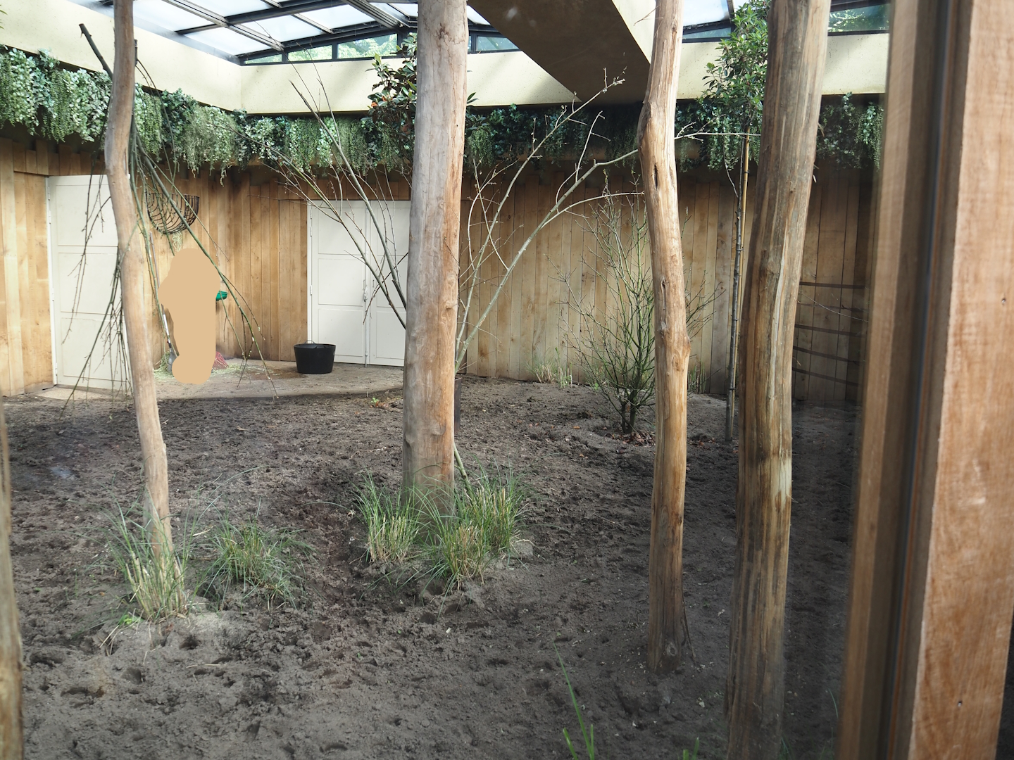 Okapi and red duiker indoor exhibit with new plantings, 2025-05-14