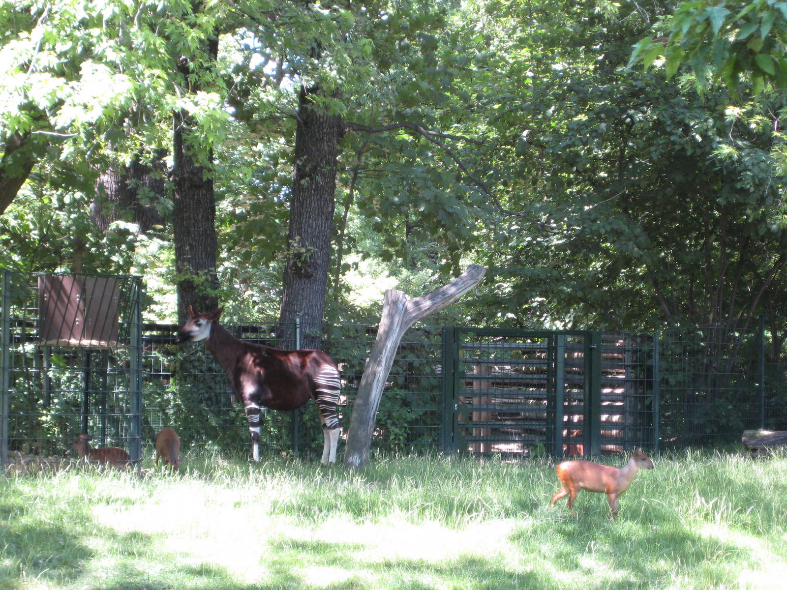 Okapi and Red Duikers