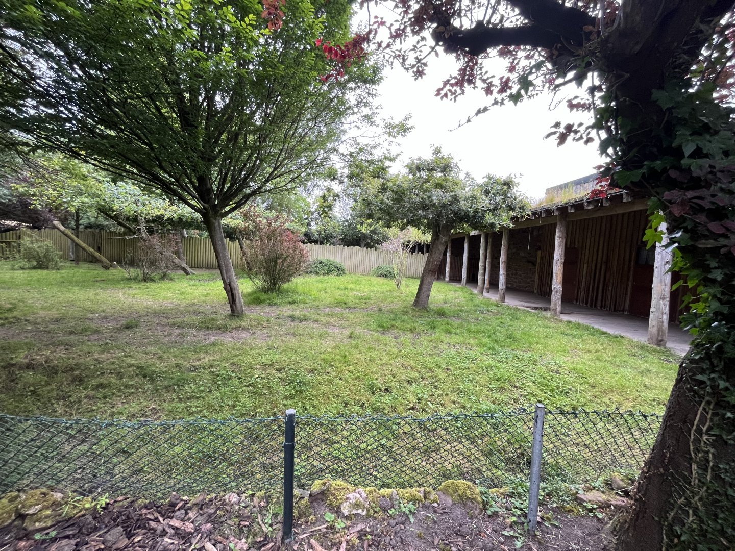 Okapi and red forest duiker enclosure 29.6.24