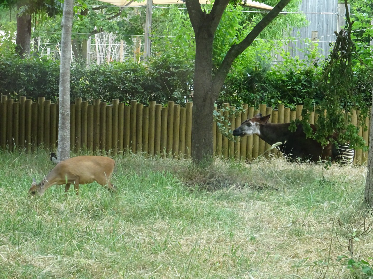 Okapi and Red Forest Duiker