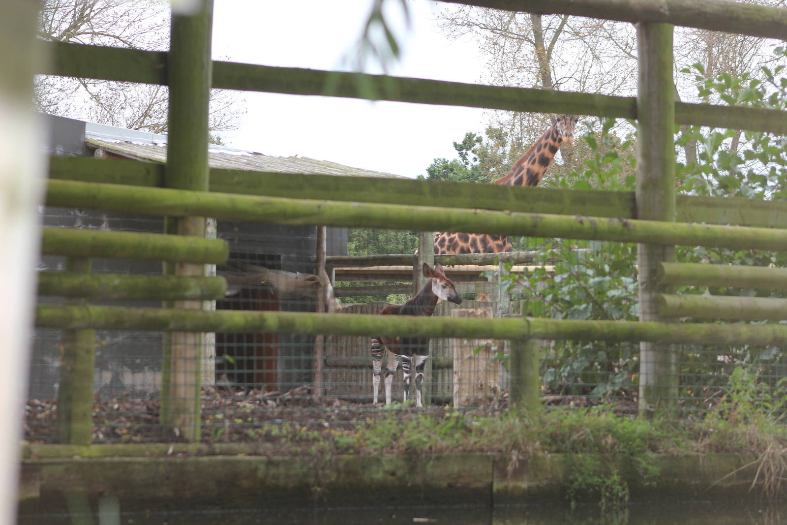 Okapi and Rothschild giraffe