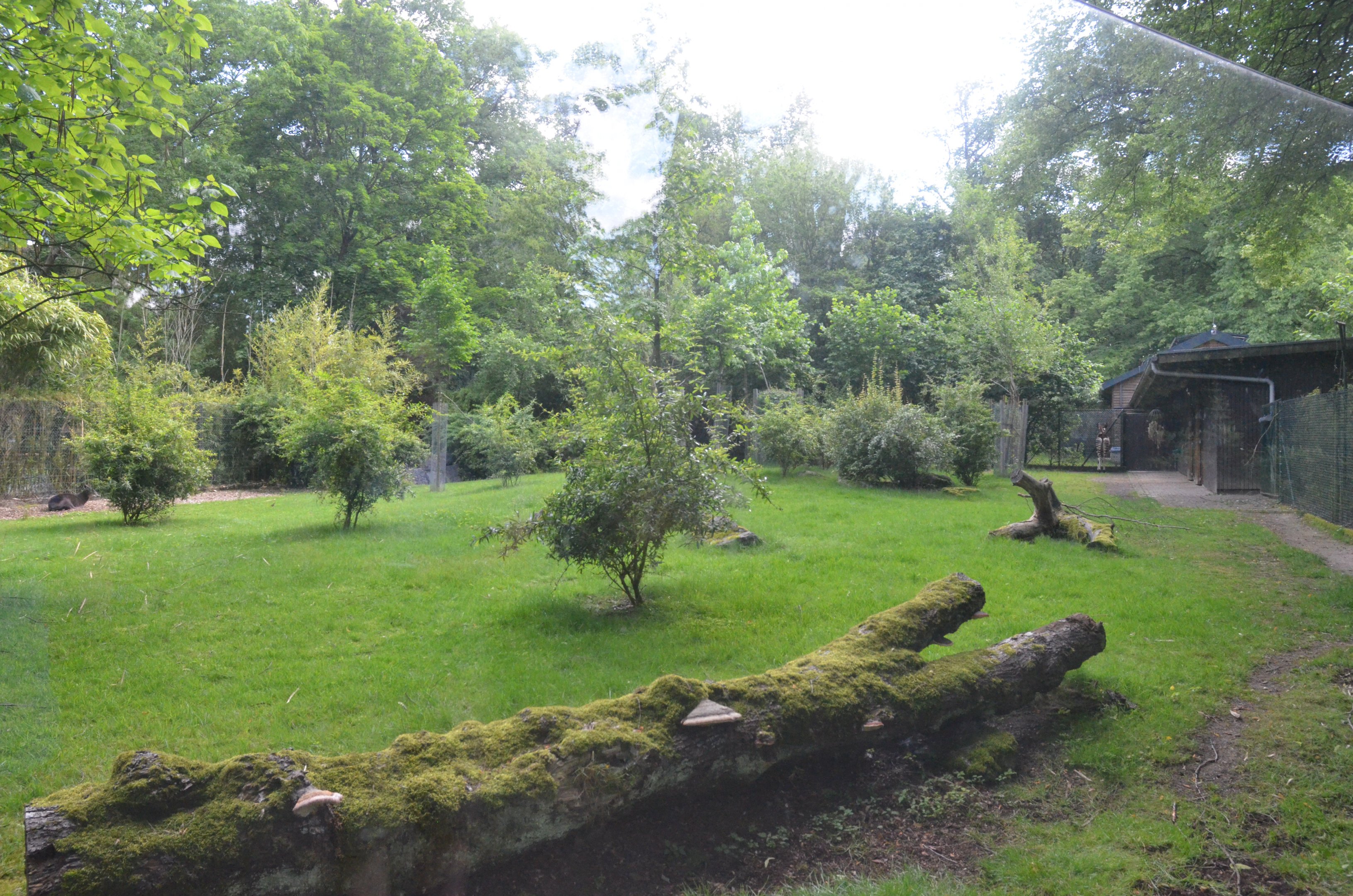 Okapi and Yellow-backed Duiker Enclosure at Wuppertal, 16/06/19