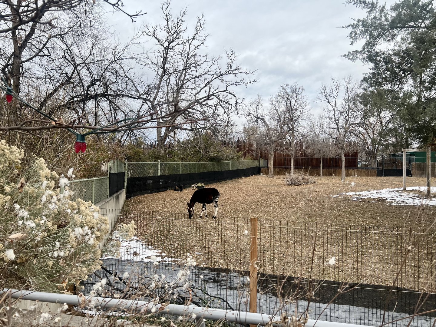 Okapi and Yellow-backed Duiker Exhibit