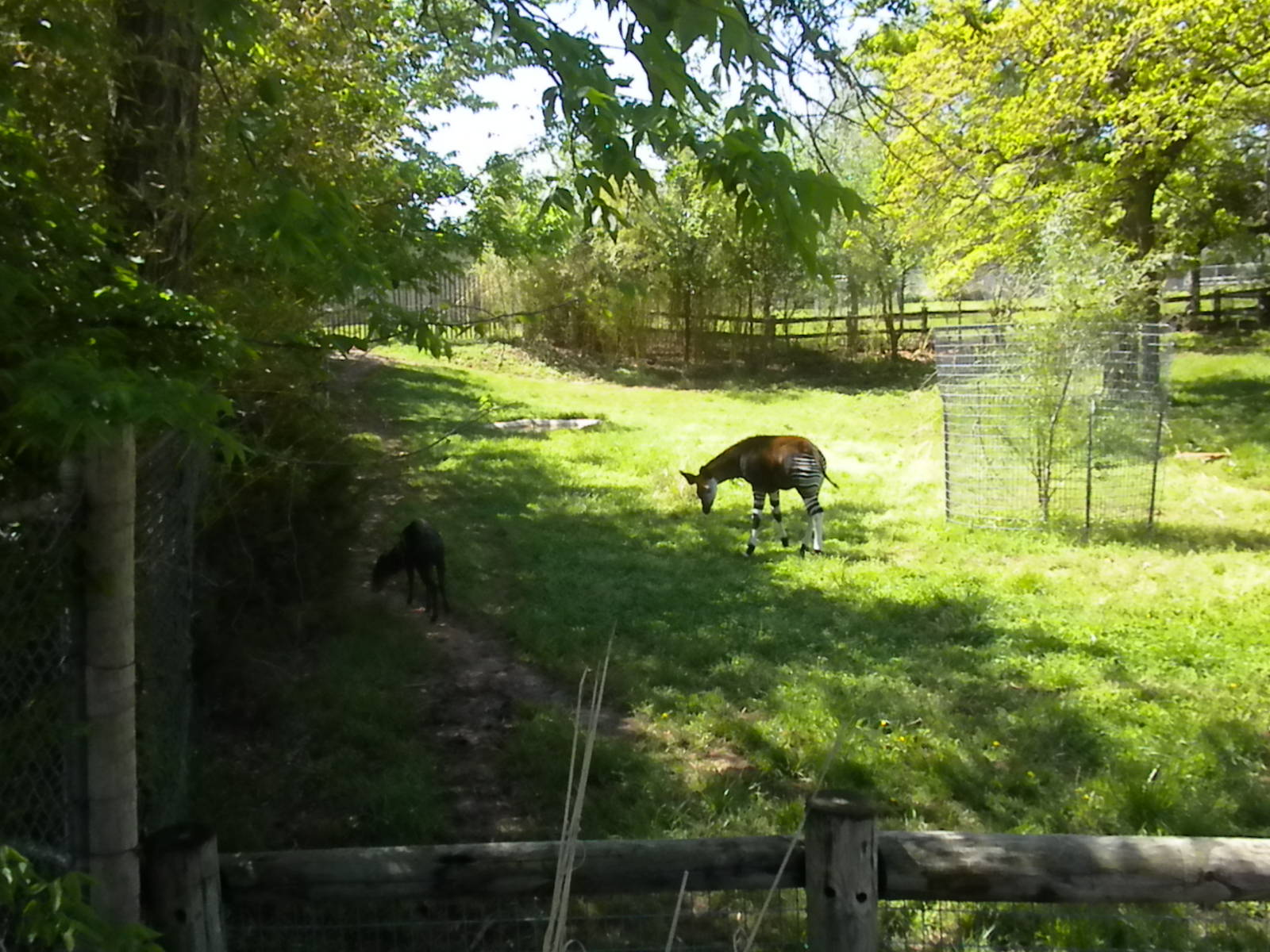 Okapi and Yellow-Backed Duiker