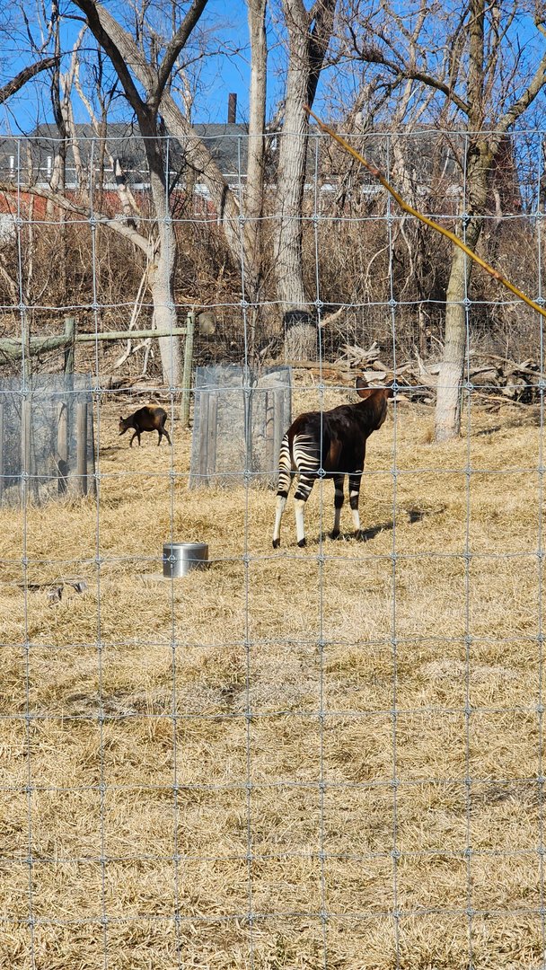 Okapi and Yellow Backed Duiker