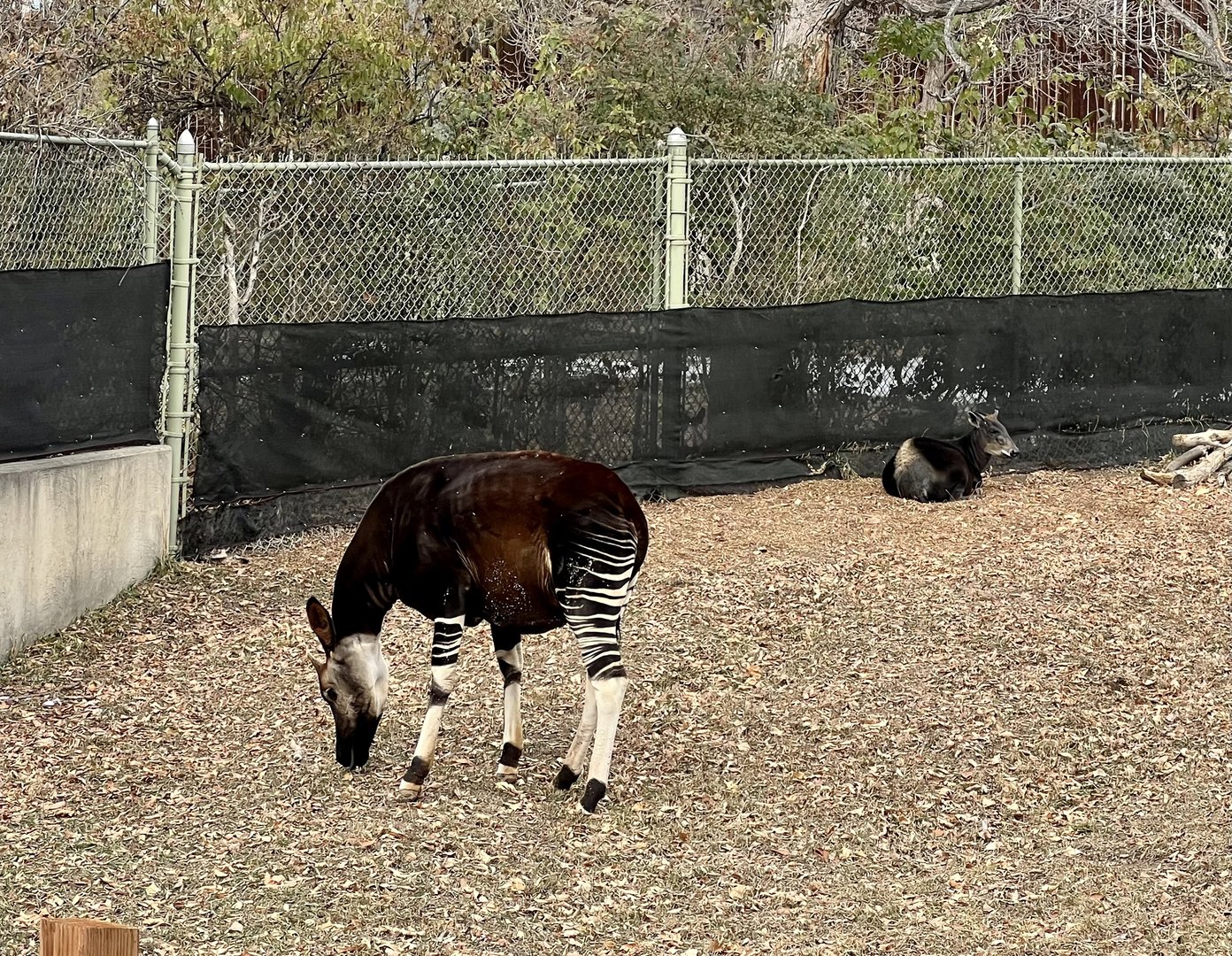 Okapi and Yellow-backed Duiker