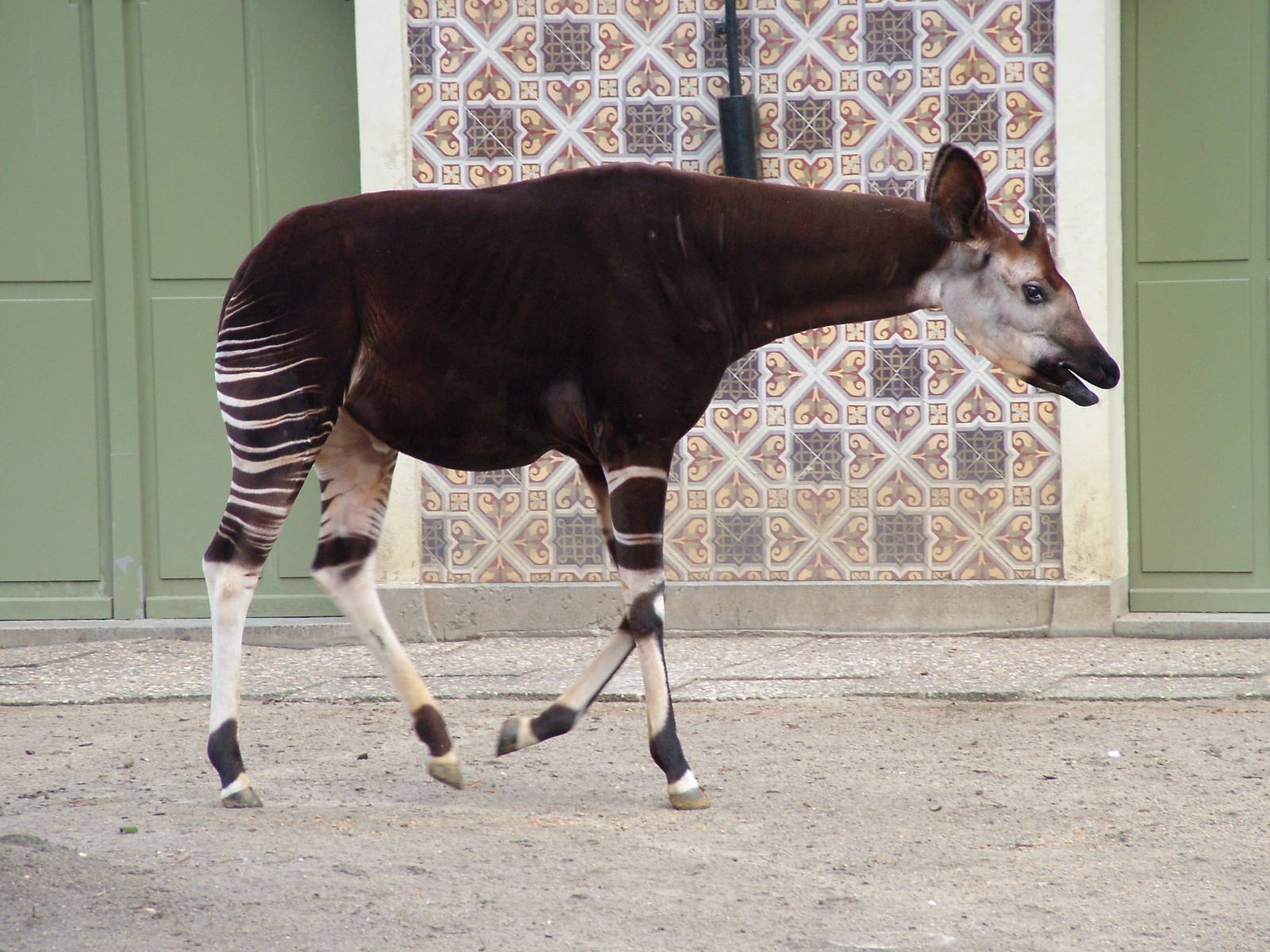 Okapi at Antwerp Zoo Jan 09