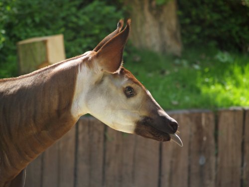 Okapi at Antwerp Zoo