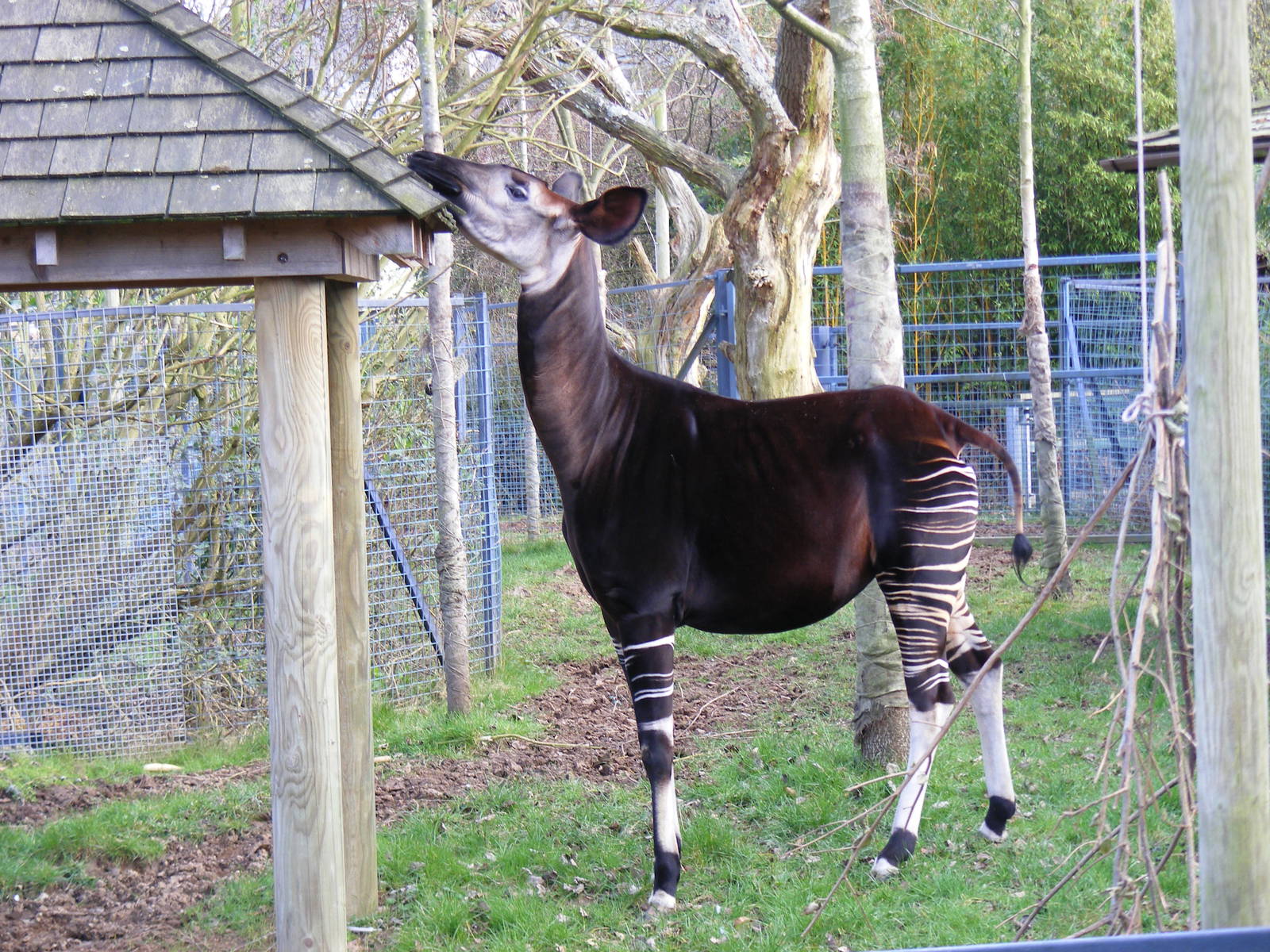 Okapi at Bristol Zoo, 6 March 2011