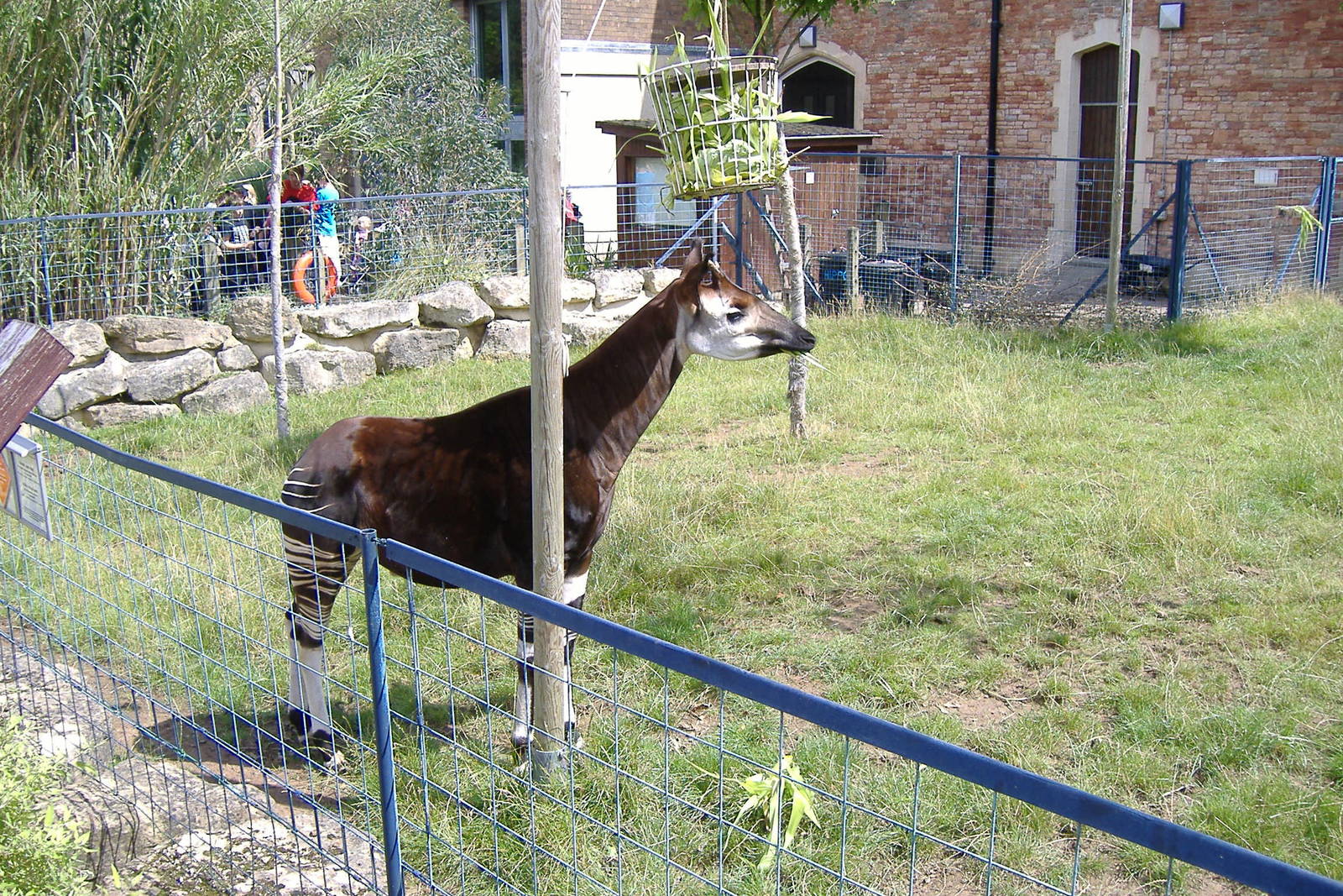Okapi at Bristol Zoo, 9 August 2008