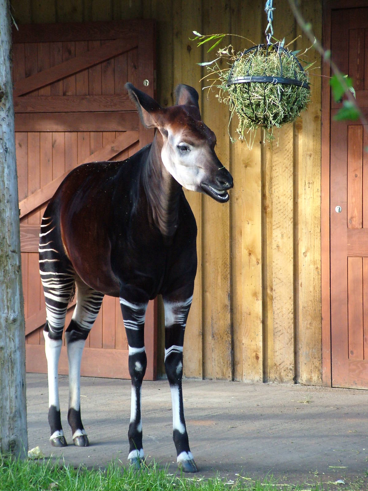 Okapi at Chester 06/12/09