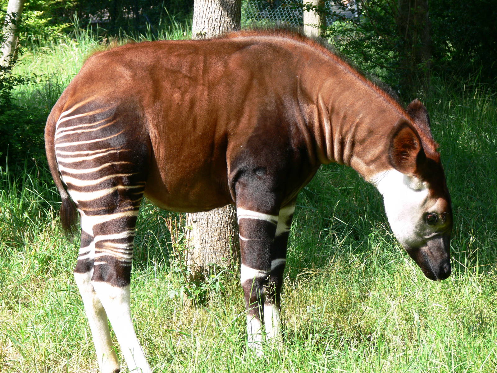 Okapi at Chester Zoo, 06/07/13