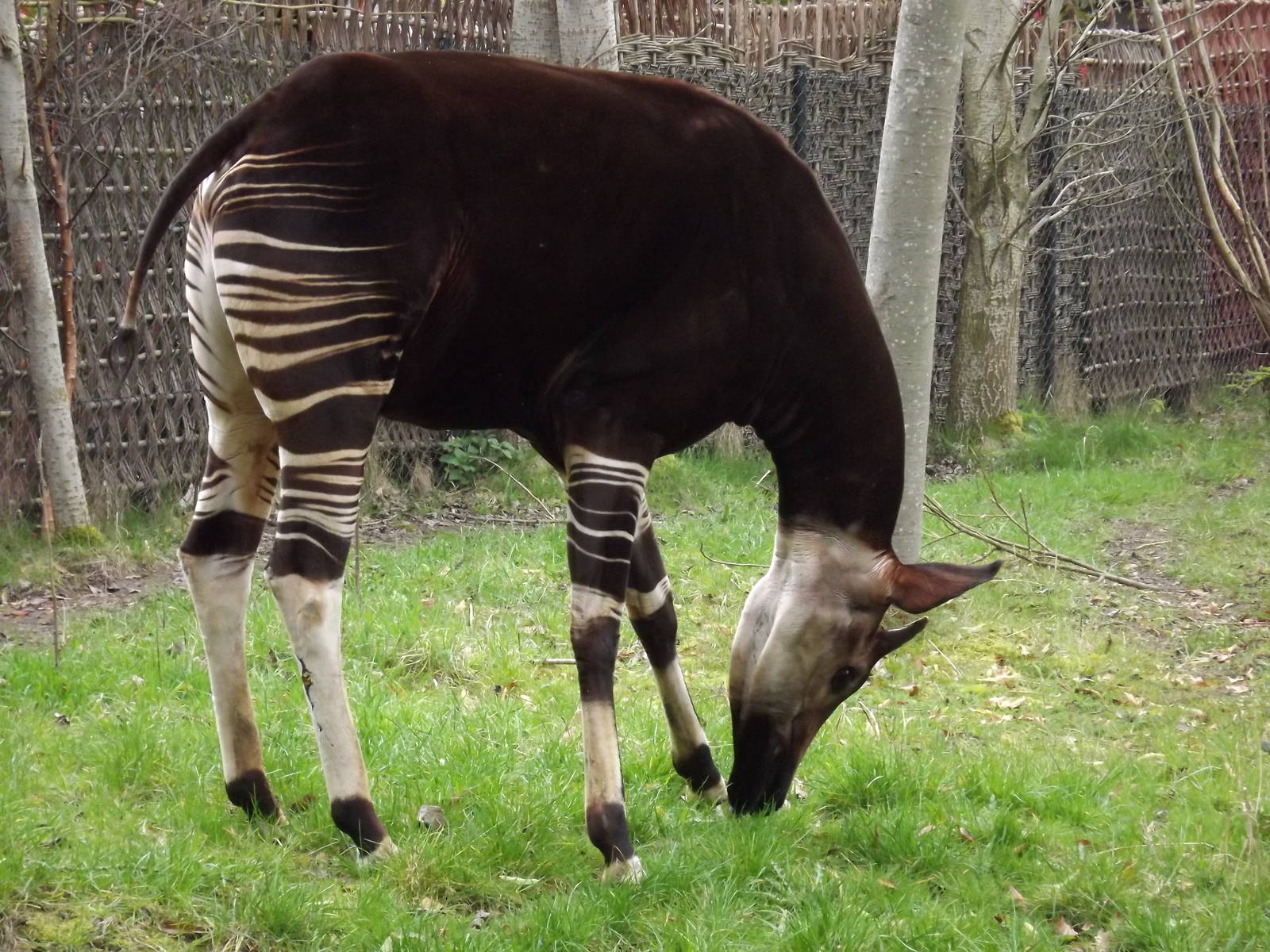 Okapi at Chester Zoo 31/03/12