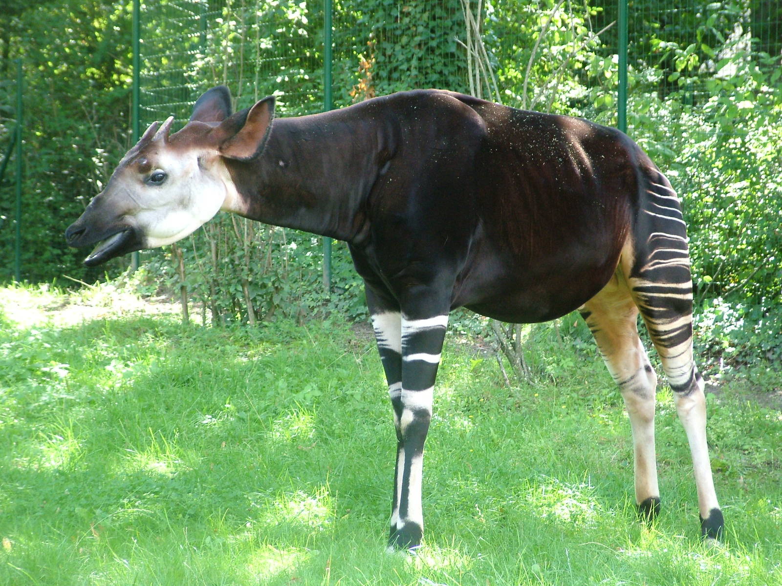 Okapi at Frankfurt 31/08/10