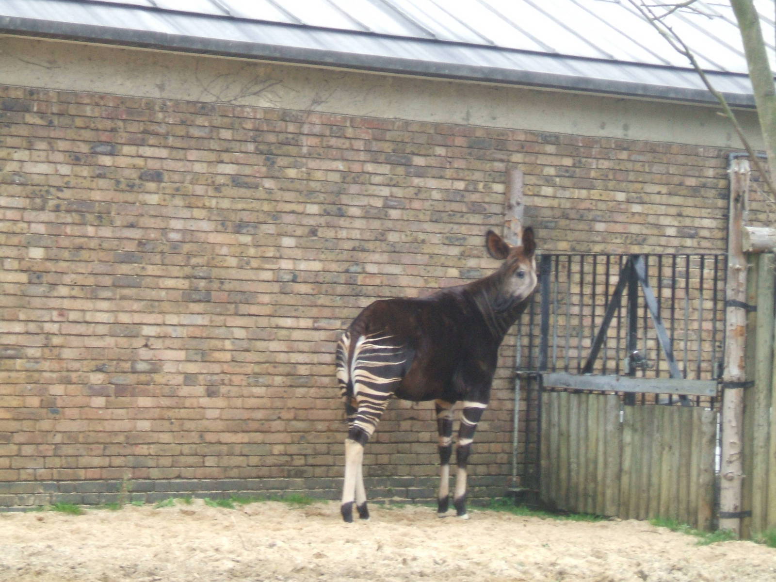 Okapi at London Zoo