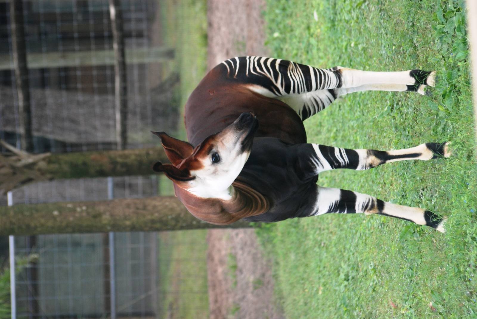 Okapi at Lowry Park, 13/10/13