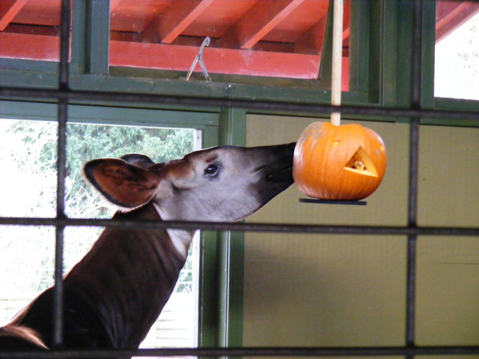 Okapi at Marwell Wildlife, 30 October 2010