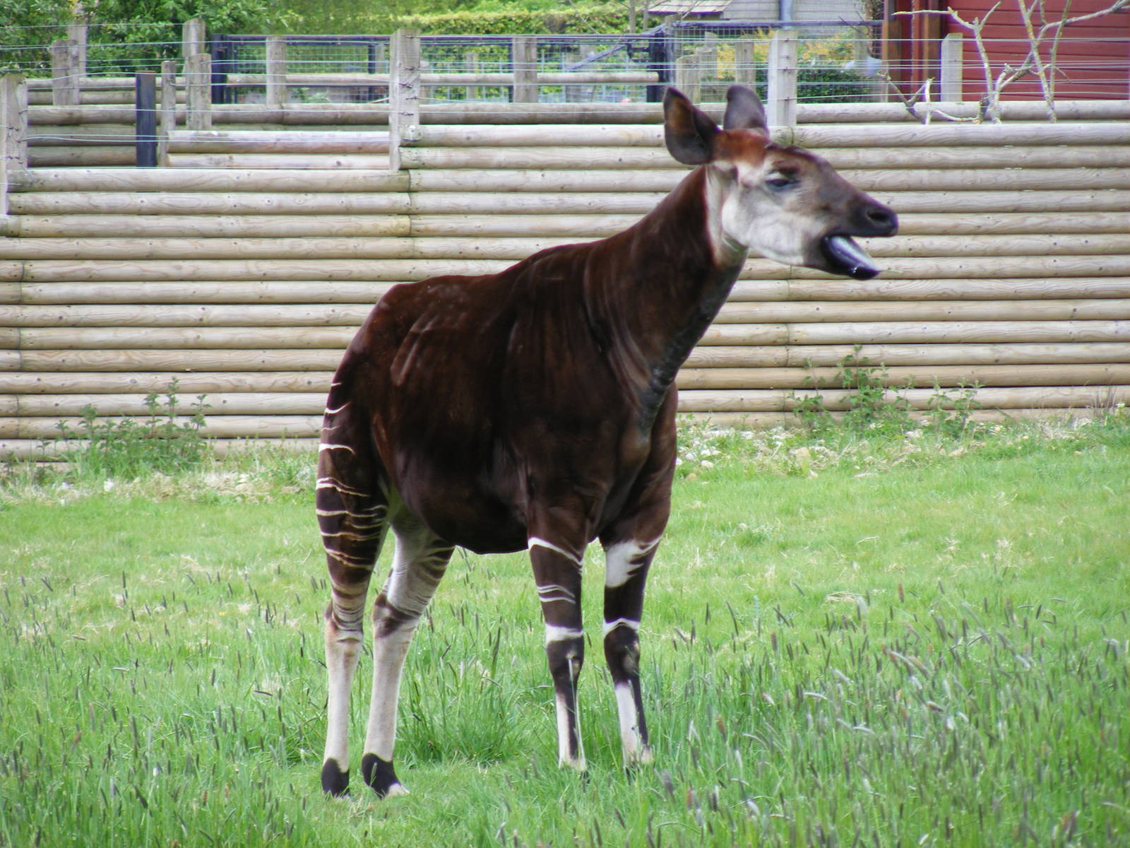 Okapi at Marwell Wildlife, 9 May 2010