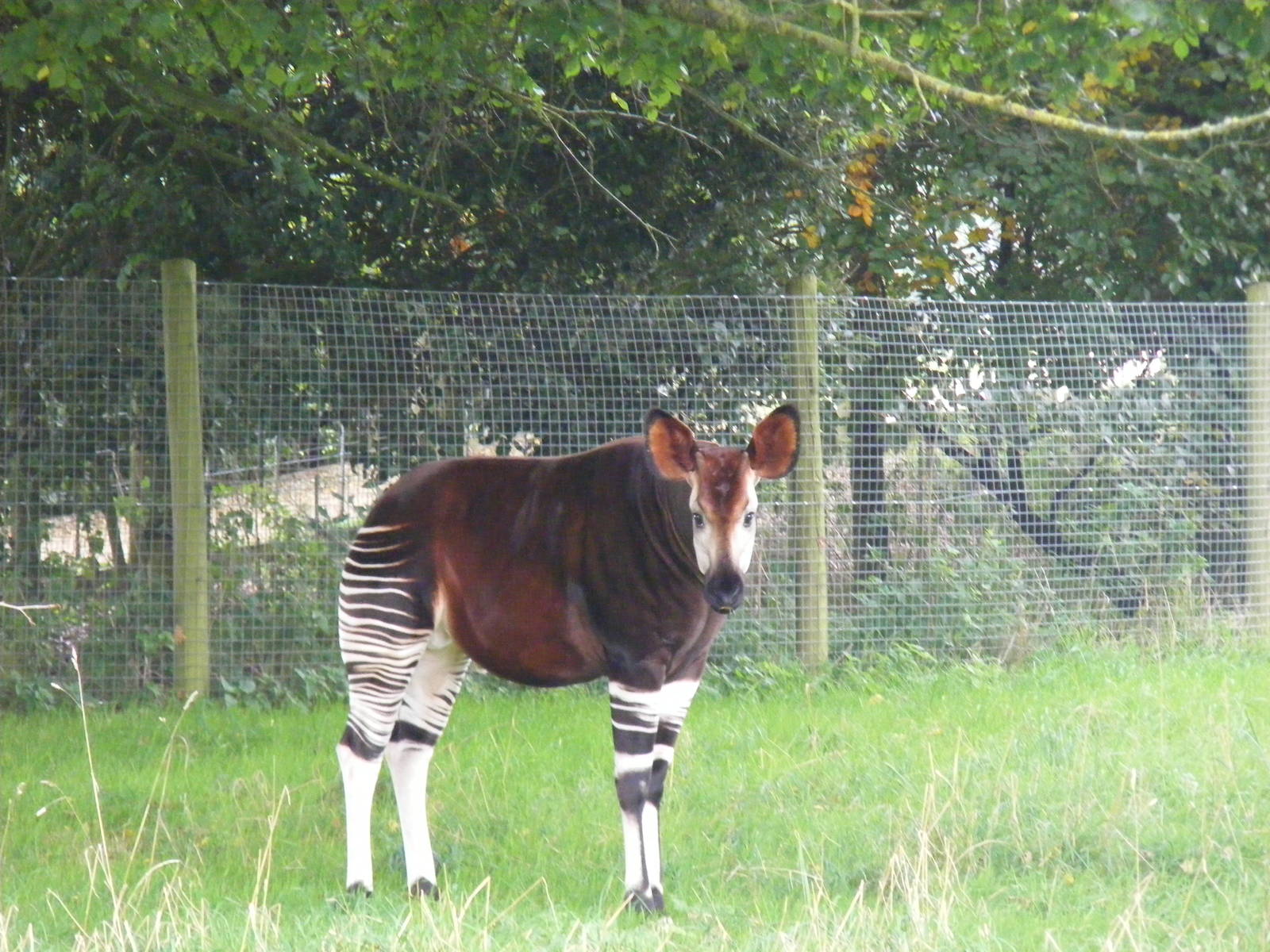 Okapi at Marwell Wildlife, 9 October 2010