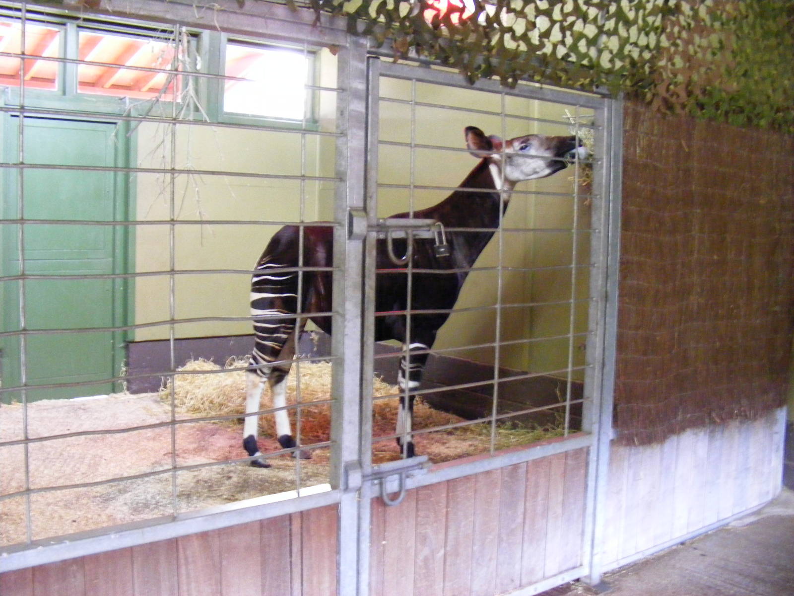 Okapi at Marwell Zoo, 31 January 2009