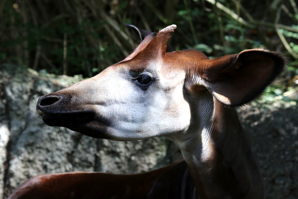 Okapi at San Diego Zoo 23rd April 2016