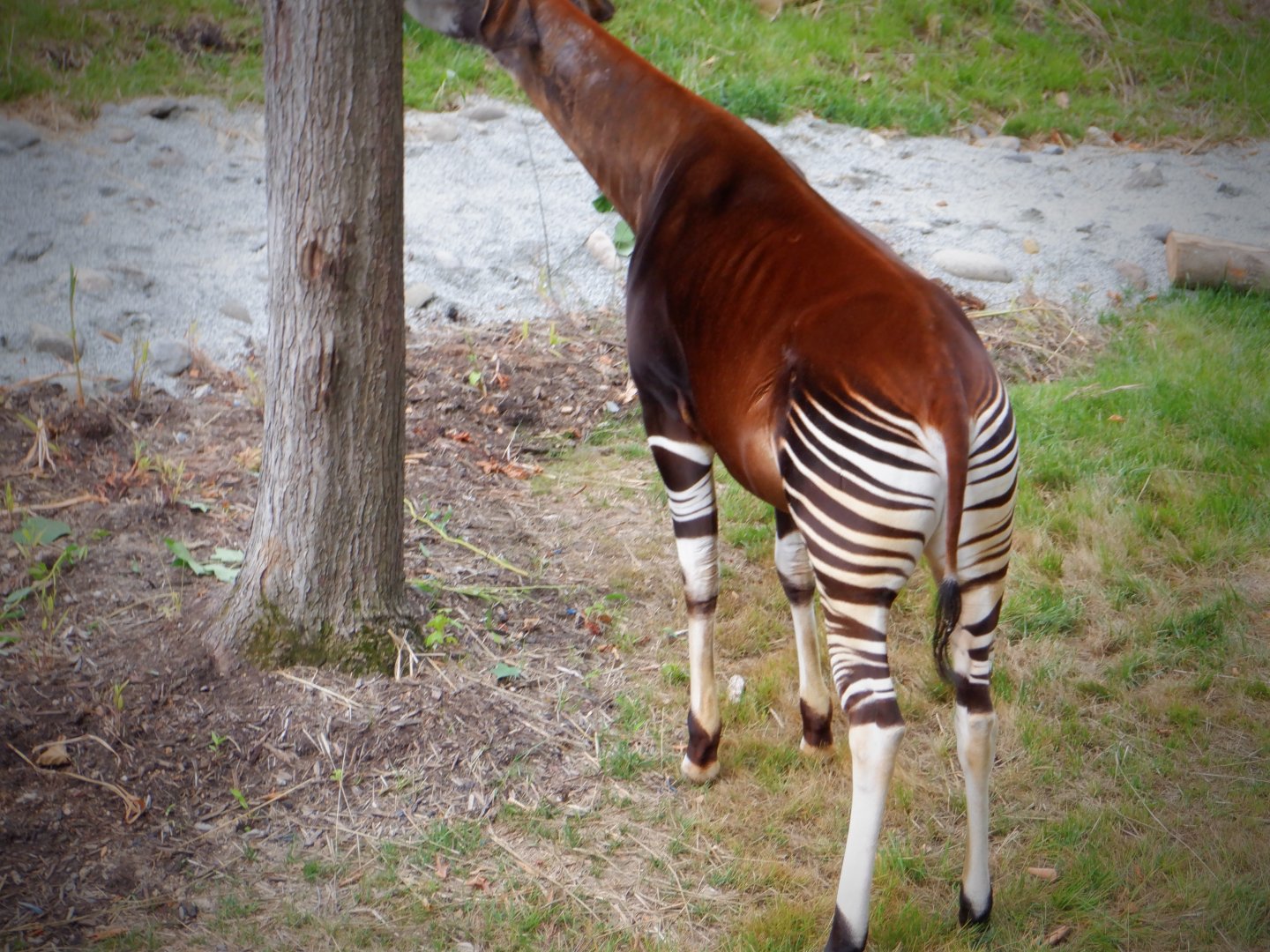 Okapi at the Greensboro Science Center