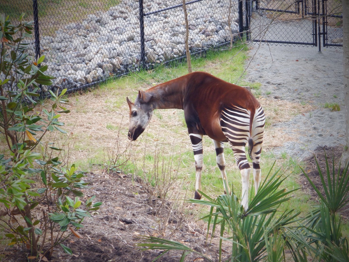 Okapi at the Greensboro Science Center
