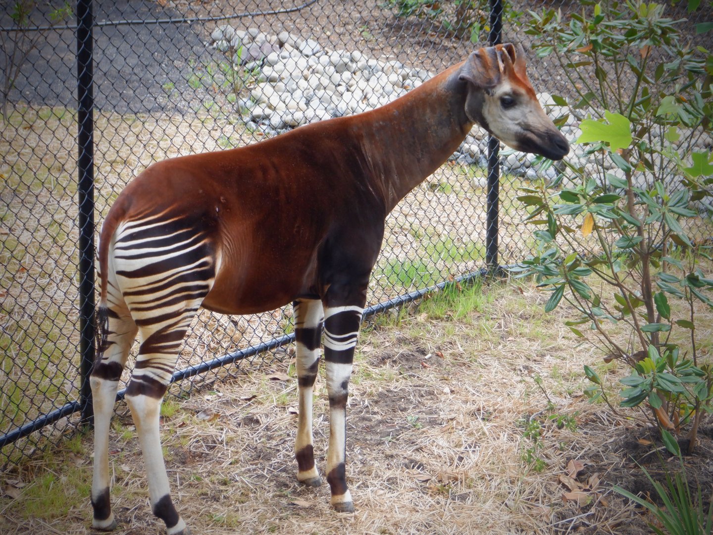 Okapi at the Greensboro Science Center