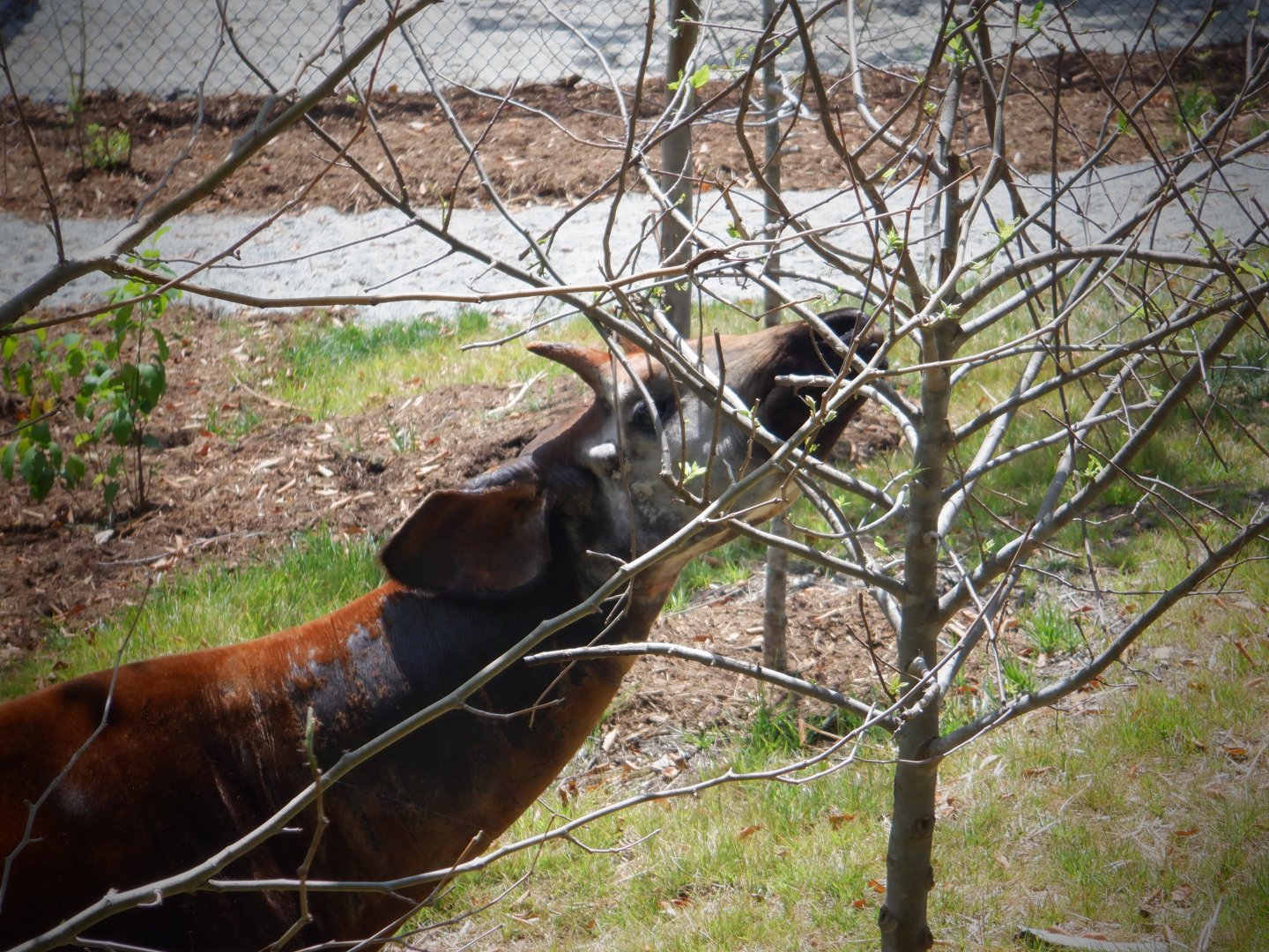 Okapi at the Greensboro Science Center