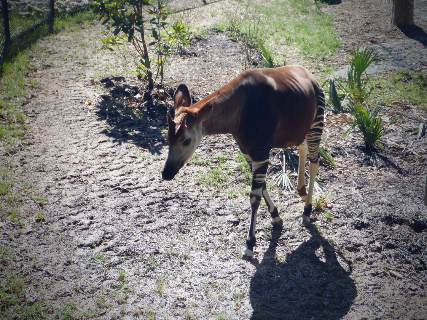 Okapi at the Greensboro Science Center