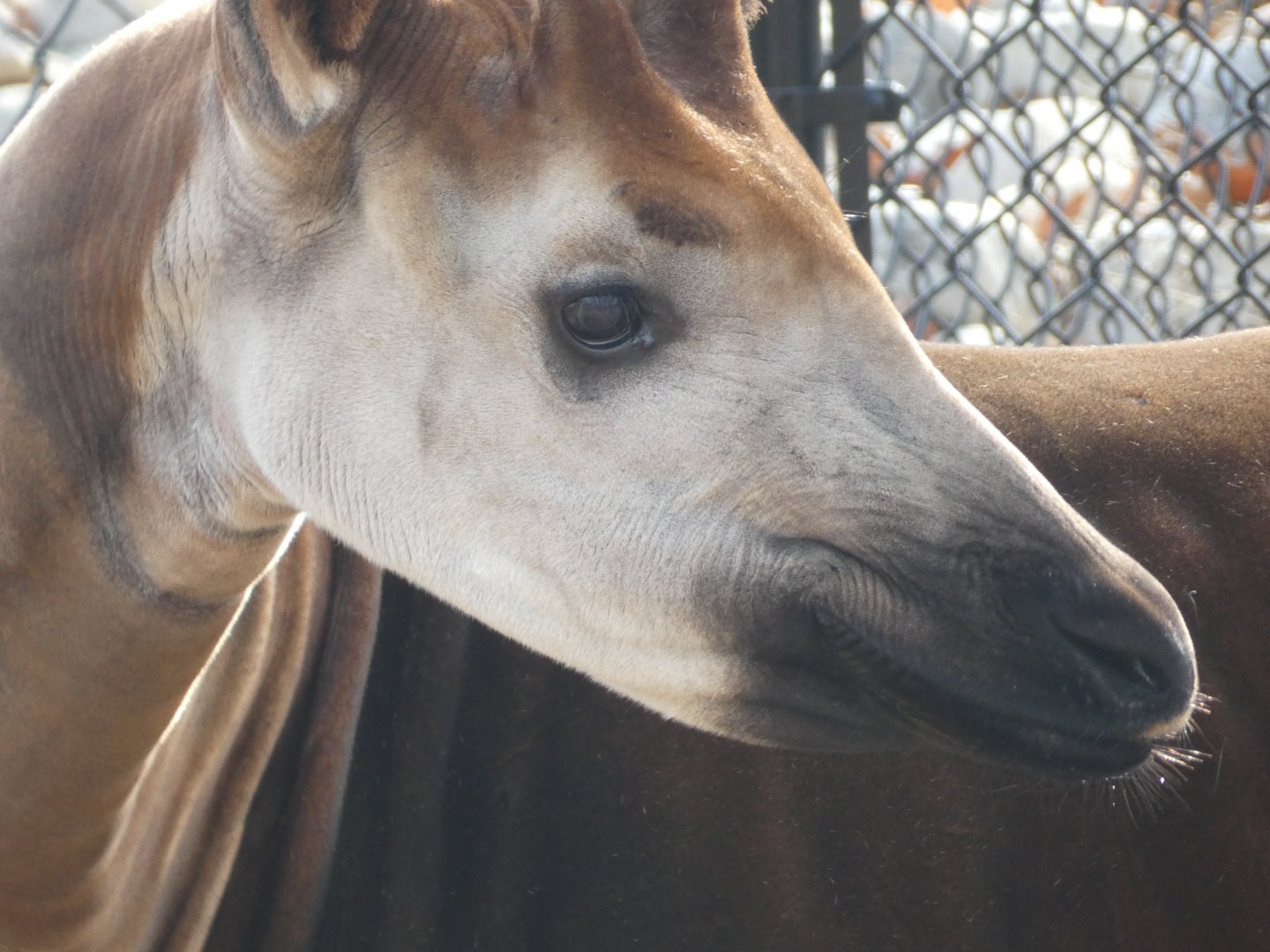 Okapi at the Greensboro Science Center