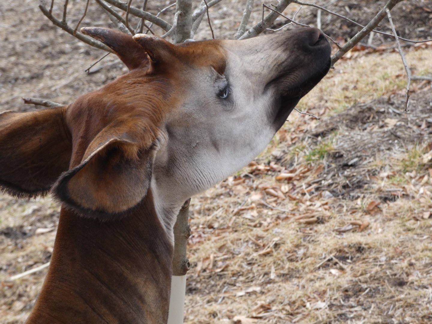Okapi at the Greensboro Science Center