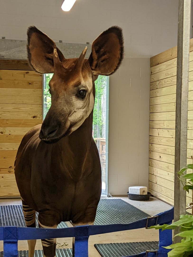 Okapi at the Greensboro Science Center