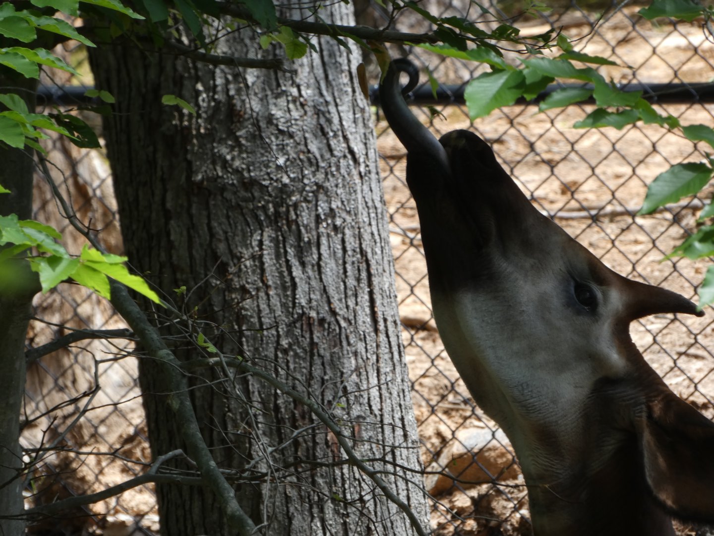 Okapi at the Greensboro Science Center