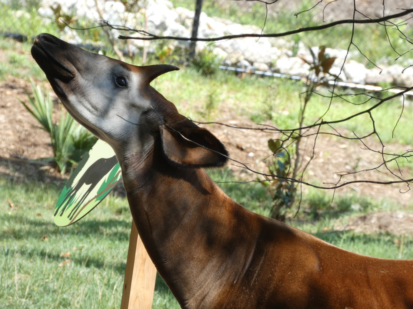 Okapi at the Greensboro Science Center