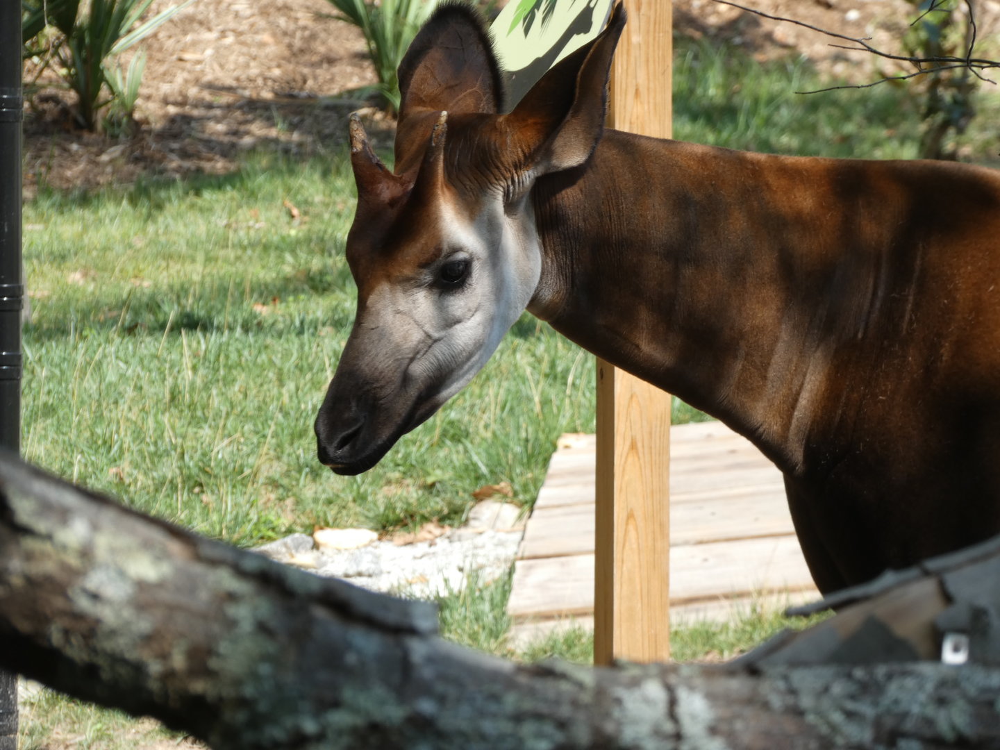 Okapi at the Greensboro Science Center